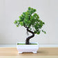 Artificial Bonsai Plant